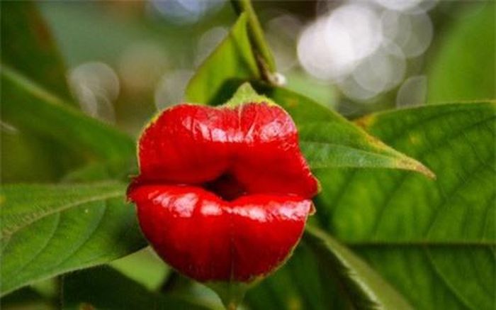 Một nụ hôn "nồng cháy" đến từ bông hoa Psychotria Elata. (ảnh: brightside.me). 