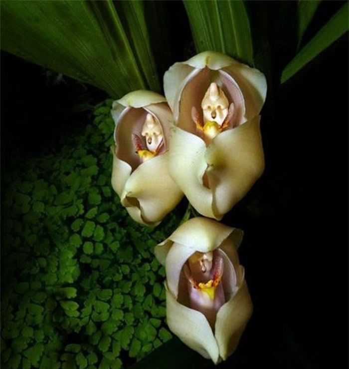 Những "đứa bé" được ôm ấp trong từng cánh hoa Anguloa Uniflora. (ảnh: brightside.me). 