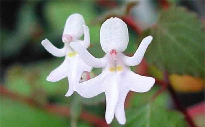 Hai bông hoa Psychotria Elata là hình ảnh của 2 bé gái nhảy múa. (ảnh: brightside.me). 