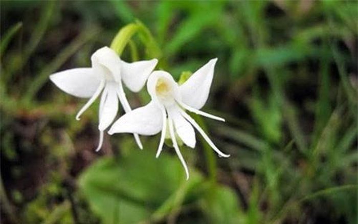 Hai bông Habenaria Grandifloriformis với hình ảnh những thiên thần cánh trắng. (ảnh: brightside.me). 