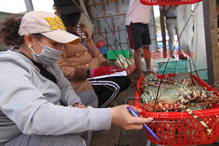  Giá tôm hùm giảm mạnh khiến người nuôi bị thua lỗ. 