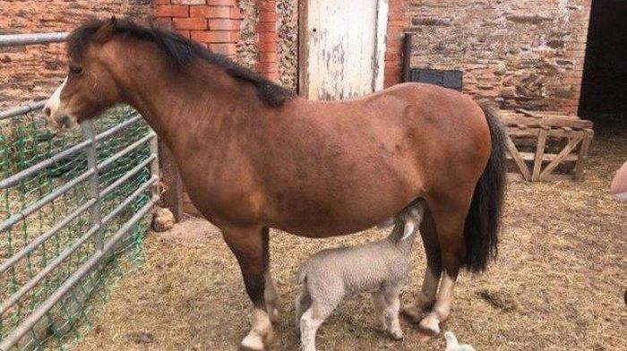 Heidi thậm chí còn cho những con cừu bú, mặc dù chúng cũng được cho bú bình. (Ảnh: Becky Popham).