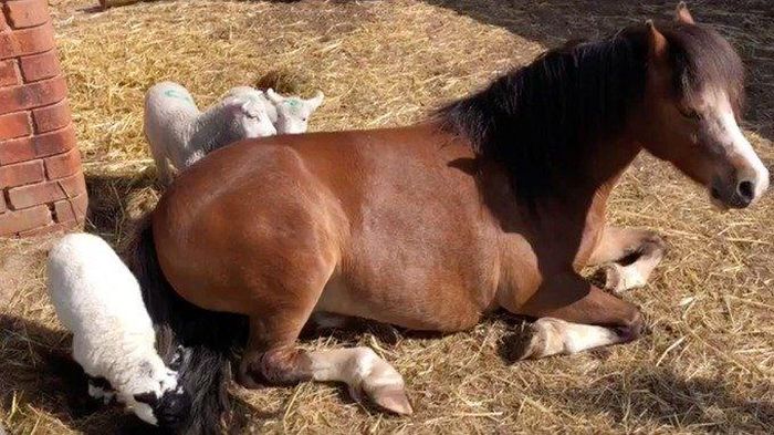 Ba chú cừu được đưa vào chuồng ngựa ở với Heidi. (Ảnh Becky Popham).