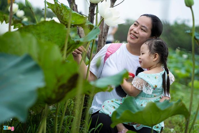  Những em nhỏ cũng được bố mẹ đưa đến đầm sen trong buổi sáng cuối tuần dịu mát.