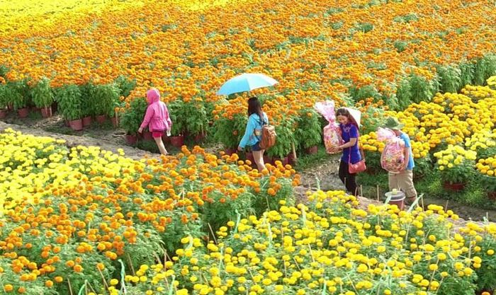 Du khách tham quan làng hoa