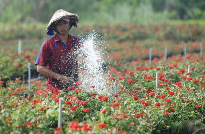 Nhà vườn chăm sóc hoa