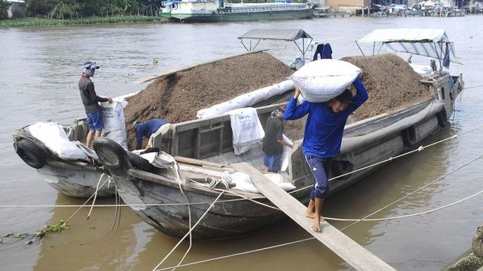 Vận chuyển phân mùn về làng hoa để ươm giống
