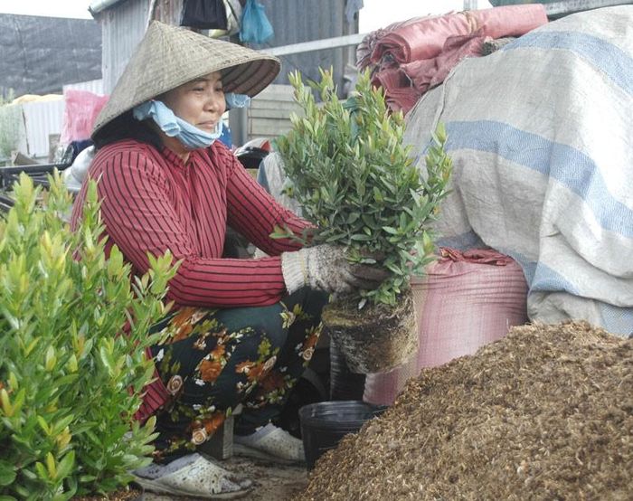 Sau khi ươm giống, nhà vườn cho cây vào chậu
