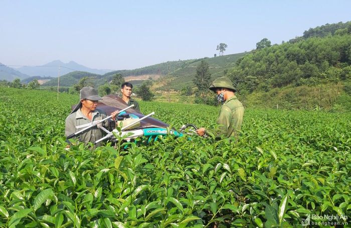 Cây chè là cây trồng chủ lực mang lại giá trị kinh tế ổn định ở xã Thanh Thủy. Ảnh: M.H
