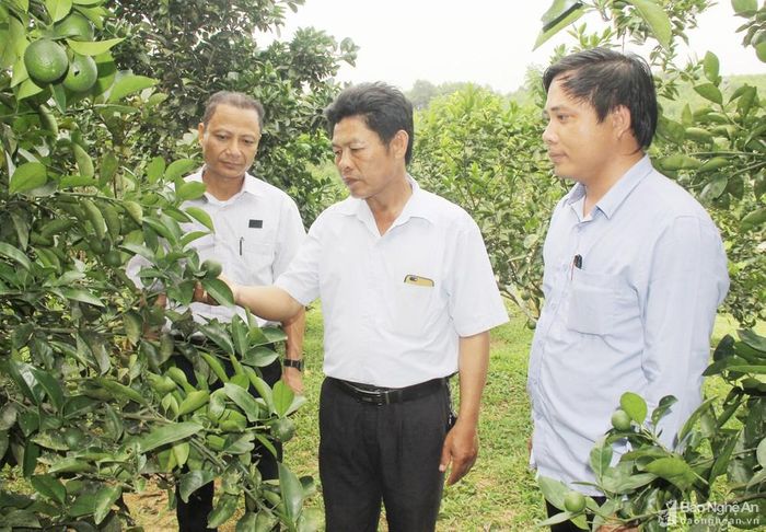 Trong nhiệm kỳ, cấp ủy, chính quyền đã tập trung lãnh đạo, chỉ đạo phát triển cam V2 với hơn 28 ha . Trong ảnh: Lãnh đạo xã kiểm tra diện tích cam trên địa bàn. Ảnh: Minh Chi