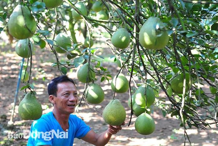 Để giữ nét đặc trưng của vùng nông thôn, các vùng trồng bưởi của các xã khu vực phía Nam H.Vĩnh Cửu sẽ được quy hoạch phát triển bền vững.