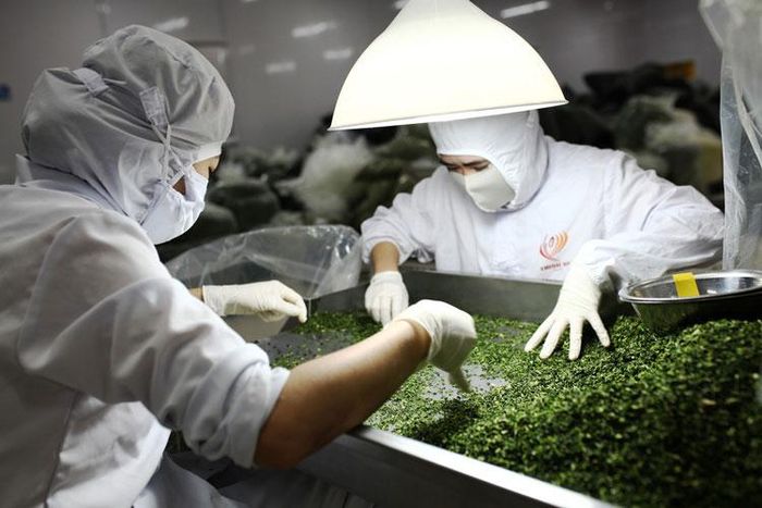 Chuỗi liên kết ở doanh nghiệp Trình Nhi