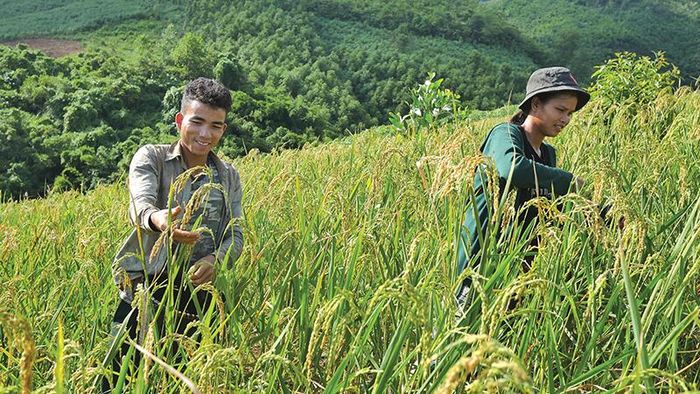 Đôi vợ chồng trẻ người Vân Kiều ở bản Sê Pu, xã Hướng Lập, Hướng Hóa tuốt lúa rẫy