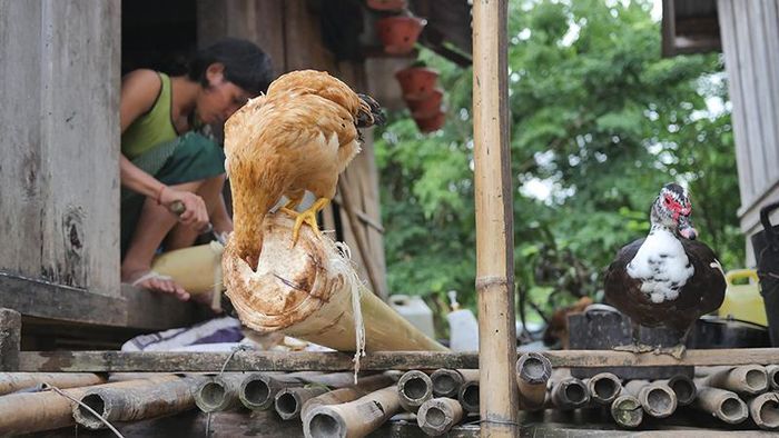 Mặc dù phải đi rẫy xa, nhưng cuối ngày người phụ nữ Vân Kiều, Pa Kô vẫn không quên chăm sóc đàn gia cầm và gia súc của mình