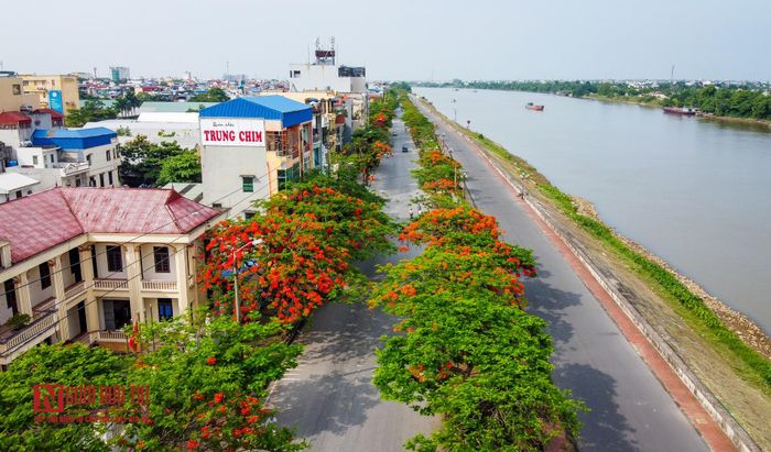 Từ tháng 5 đến hết tháng 7 là thời điểm đẹp nhất để ngắm hoa phượng, trên các con đường từ thành thị đến nông thôn, những hàng cây phượng vĩ đồng loạt trổ hoa, tạo nên khung cảnh vô cùng lãng mạn.