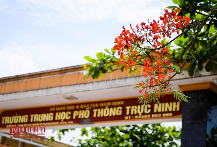 Là loài hoa gắn liền với ký ức mỗi con người, khi trưởng thành, dù đi đâu, làm gì nhưng mỗi khi hè tới, nhìn những chùm hoa phượng vĩ đỏ rực cả góc trời làm cho lòng ta thêm nao nao, bồi hồi nhiều cảm xúc nhớ lại quãng thời gian ngồi trên ghế nhà trường.