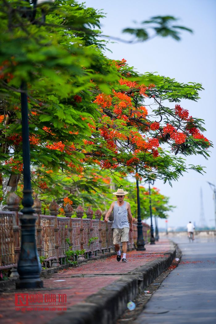 Những trùm hoa đỏ rực trên đê sông Đào.