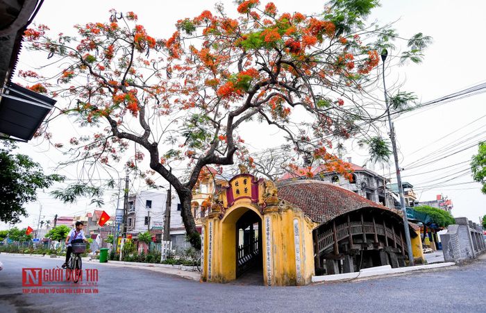Cây phượng lâu năm bên cầu ngói.