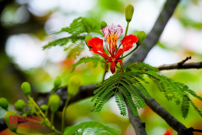Những hoa lớn khi nở có màu đỏ tươi những cánh tràng có cuống dài. Mép cánh hoa hơi nhăn, cánh hoa lớn nhất có màu cam đỏ, những cánh còn lại của bông phượng có những vạch đốm trắng khá đẹp mắt. Nhị của hoa có bao phấn con con màu đỏ.