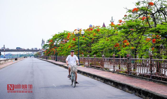 Trước đây, hoa phượng vĩ được người Pháp du nhập vào trồng khoảng những năm cuối thế kỷ XIX tại các TP lớn như Hải Phòng, Đà Nẵng, TP Hồ Chí Minh. Hiện nay, phượng vĩ là loài cây được trồng rộng rãi từ miền Bắc vào miền Nam trên vỉa hè, công viên, trường học.