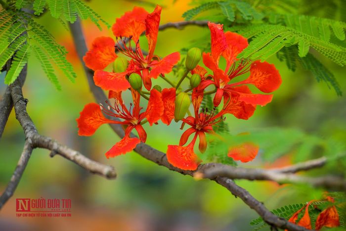 Hoa phượng vĩ thường nở thành từng chùm lớn có chiều dài từ 20-50cm đó. Hoa nở thưa cánh và xòe rộng.
