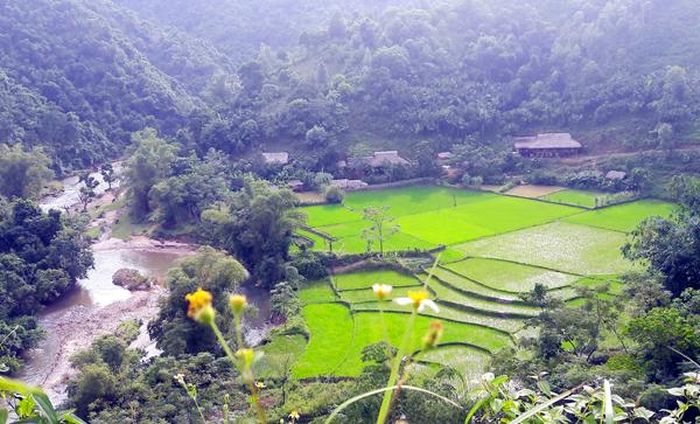 Những ngôi nhà sàn mái cọ nằm bên ruộng lúa xanh mướt.