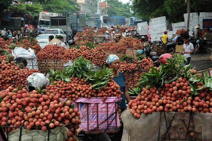 Vải thiều sẽ chín rộ nhất trong tháng 6