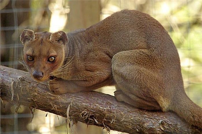 Fossa: Fossa là một thành viên của họ cầy, là động vật có vú ăn thịt điển hình của Madagascar. Loài động vật này gây tranh cãi vì những đặc điểm vật lý của nó trông giống như mèo, nhưng những đặc điểm khác cho thấy nó có mối quan hệ chặt chẽ với cầy hương.
