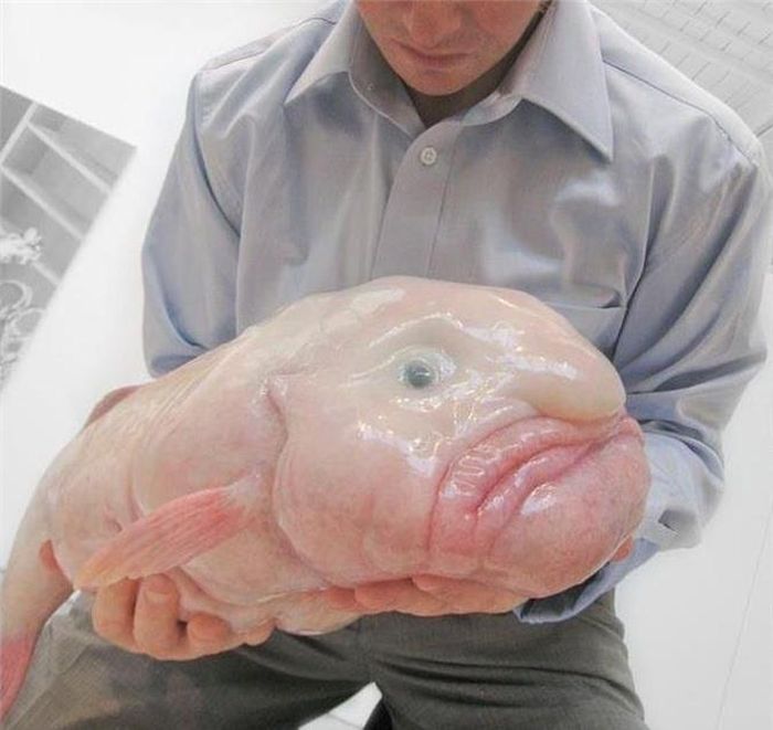 Cá giọt nước: Cá giọt nước là một loài cá biển sâu thuộc họ Psychrolutidae. Loài cá này sống ở những vùng nước sâu ngoài khơi bờ biển thuộc lục địa Úc, Tasmania và New Zealand. Cá giọt nước thường có chiều dài chưa đến 30 cm. Chúng chủ yếu ăn phù du hay các loài trôi nổi, chẳng hạn như động vật giáp xác dưới đại dương sâu.