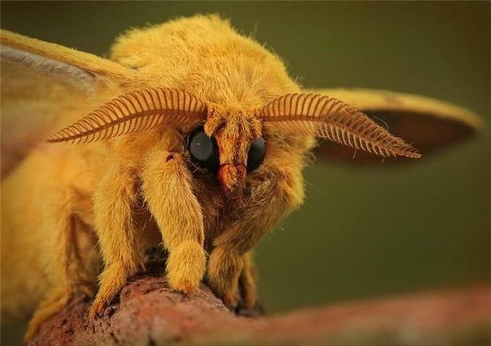 Poodle Moth, một loại bướm đêm: Poodle Moth ở Venezuela, là một loài bướm đêm thuộc họ mới. Nó được Tiến sĩ Arthur Anker của Bishkek, Kyrgyzstan phát hiện năm 2009 ở vùng Gran Sabana của Venezuela.