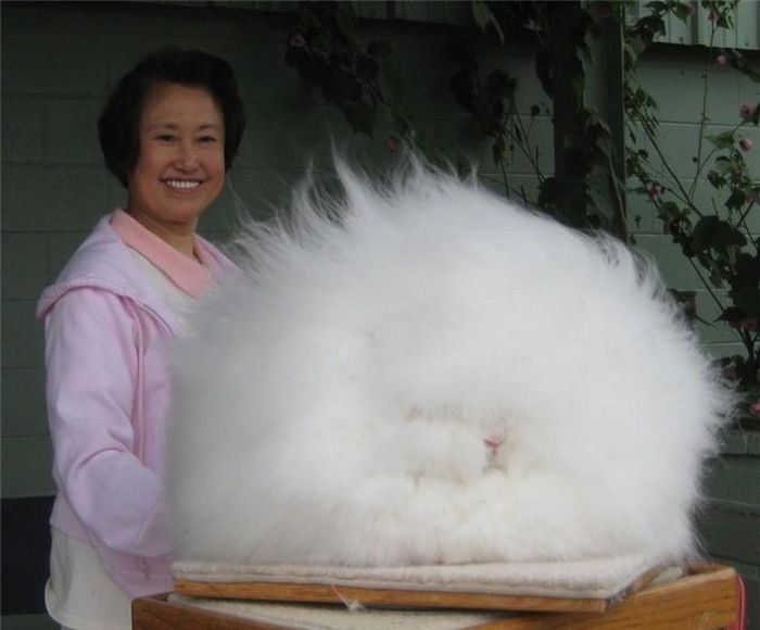 Thỏ Angora: Thỏ Angora là một giống thỏ nuôi trong nhà, đặc trưng bởi bộ lông dài, mềm như len. Angora là một trong những loài thỏ tồn tại lâu đời nhất, có nguồn gốc ở Ankara (lịch sử gọi là Angora), Thổ Nhĩ Kỳ. Đây là vật nuôi phổ biến của hoàng gia Pháp vào giữa thế kỷ thứ 18, và lan ra các khu vực khác ở châu Âu vào cuối thế kỷ này. Chúng xuất hiện lần đầu tại Mỹ trong những năm đầu thế kỷ 20.