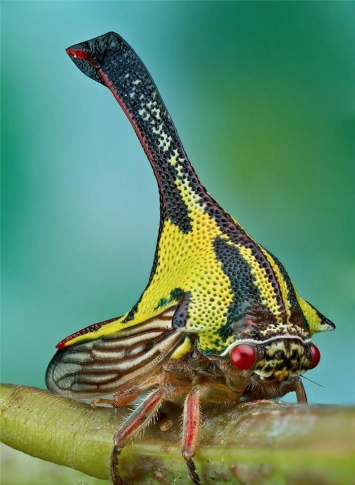 Bọ gai: Bọ gai là thành viên phổ biến và rộng rãi của gia đình Membracidae, và có họ hàng với loài ve sầu. Con trưởng thành thường có màu xanh lá cây hoặc màu vàng với đường đỏ và vạch nâu, có thể đạt đến chiều dài xấp xỉ 10 mm. Những chiếc gai dài trên cơ thể loài bọ gai này làm nản lòng những loài động vật có ý định ăn thịt nó.