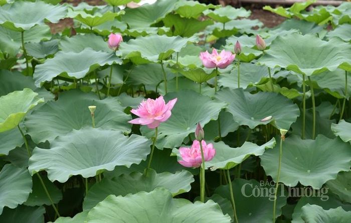 Hương sen hòa quyện, lan tỏa tạo nên cảm giác thanh khiết dễ chịu