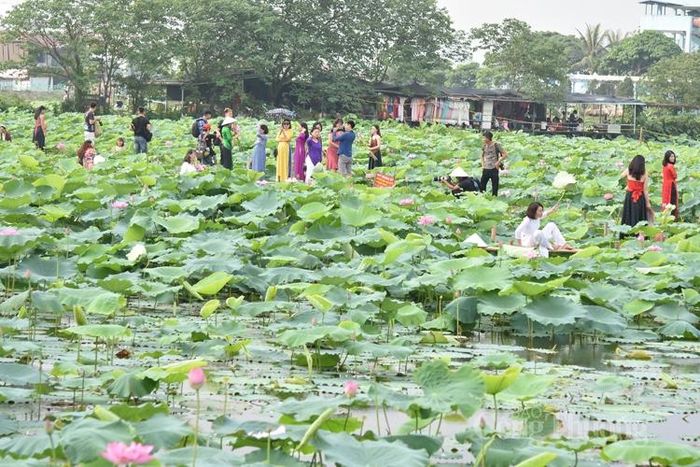 Đầm sen Hồ Tây luôn là điểm đến hút khách mỗi dịp hoa sen nở