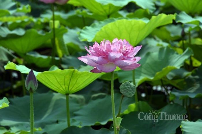 Sen mang vẻ đẹp thuần khiết