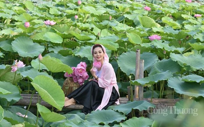 Sen hồng Hồ Tây đầu mua khoe sắc