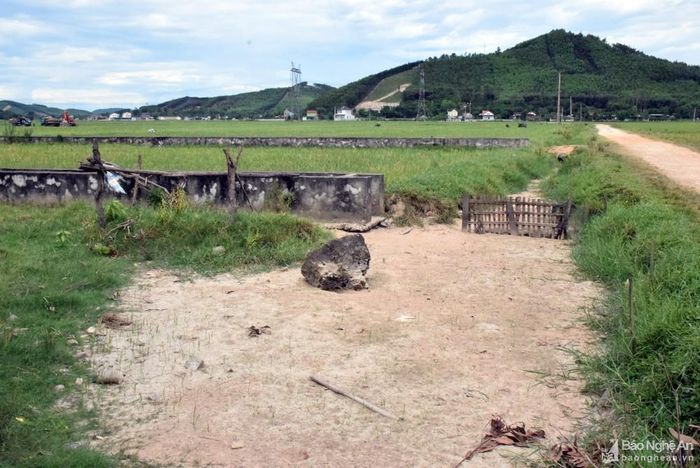 Phần lớn các cánh đồng của xã Tiến Thành và Mã Thành đều trong tình trạng khô khốc nước, ruộng phải bỏ hoang. Ảnh: Xuân Hoàng