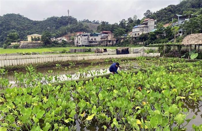 Hơn 1.000m2 đất lúa được chuyển sang nuôi ốc.