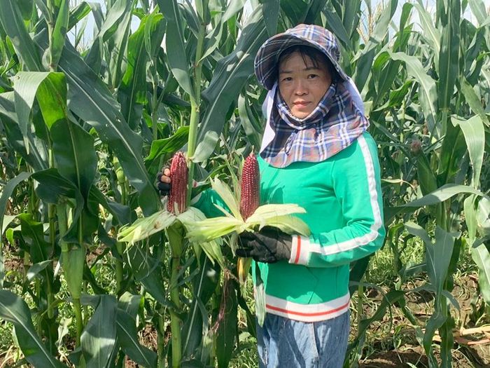 Chị Trần Thị Tươi (tổ 5, phường Hòa Bình, thị xã Ayun Pa, Gia Lai) thu hoạch bắp tím Nữ hoàng. Ảnh: V.C