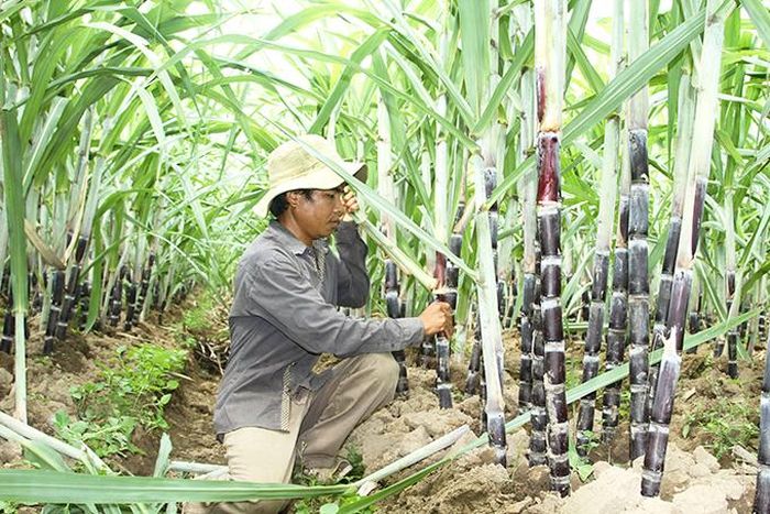  Đồng bào dân tộc thiểu số huyện Khánh Sơn chăm sóc cây mía tím. (Ảnh minh họa) 