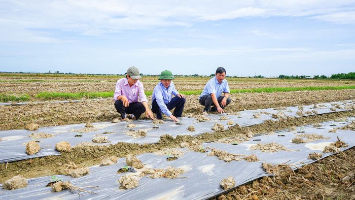 Lãnh đạo huyện Gio Linh kiểm tra diện tích trồng dưa hấu trên đất lúa thiếu nước-Ảnh: T.Q