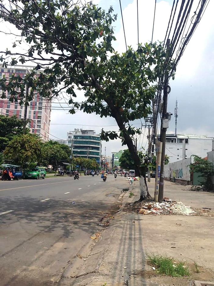 Cây bàng trên đường Bình Quới (quận Bình Thạnh) nghiêng ra lòng đường, rễ cây trồi lên mặt đất, rất dễ đổ ngã. Ảnh: HOÀNG THÁI HÙNG