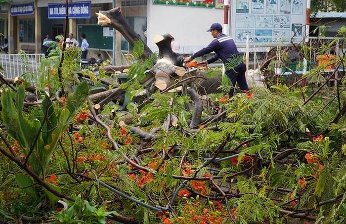 Cơ quan chức năng xử lý cây phượng bật gốc chiều 4/6. Ảnh: Phước Tuấn.