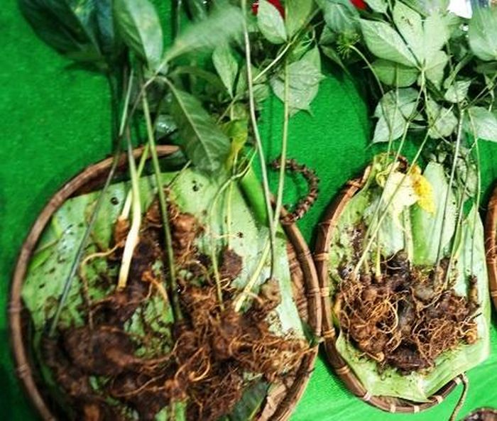 Sâm Ngọc Linh mang lại hiệu quả kinh tế cao, giúp bà con miền núi thoát nghèo - Ảnh: VGP/Lưu Hương 