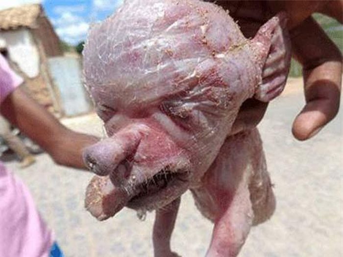 Khuôn mặt của chú lợn con này khiến nhiều người thấy kinh sợ vì giống người ngoài hành tinh hơn là loài người.