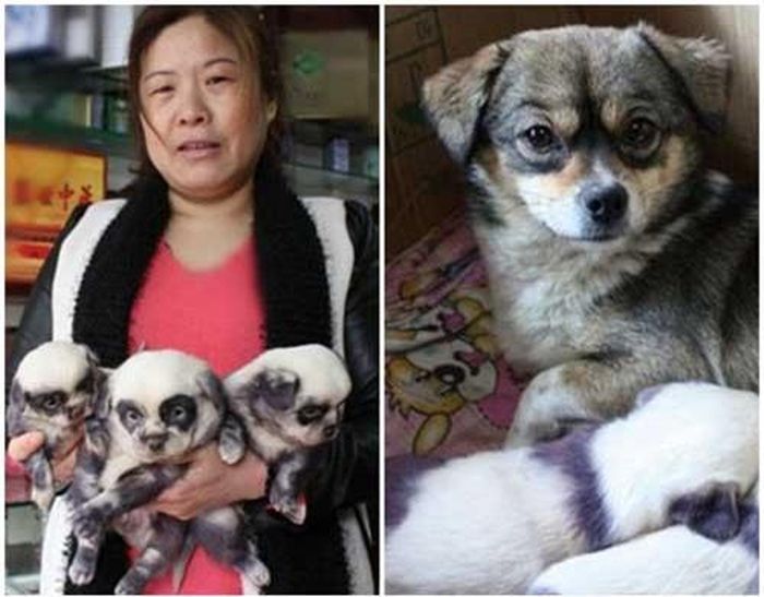 Một chú cún con có vẻ ngoài giống gấu trúc hơn là đồng loại của mình lúc sinh ra.