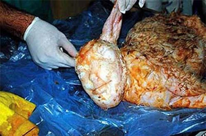 Một chú cừu con có khuôn mặt giống người khi mới sinh ra thu hút hàng triệu nhà nghiên cứu tại Thổ Nhĩ Kỳ.