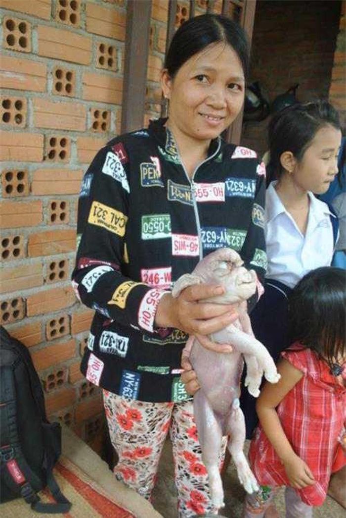 Đây là chú heo con giống như voi được sinh ra bởi một con heo nái tại xã Láng Lớn, Châu Đức, Bà Rịa – Vũng Tàu.