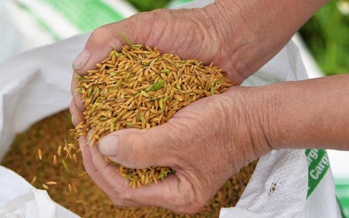 Những hạt thóc là kết quả của bao tháng ngày lao động vất vả, “trông trời, trông đất, trông mây”.