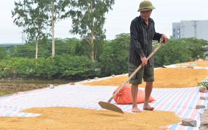 Người dân tranh thủ phơi thóc trong những ngày nắng ráo.